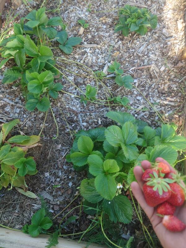 Plant and Build - Image 5
