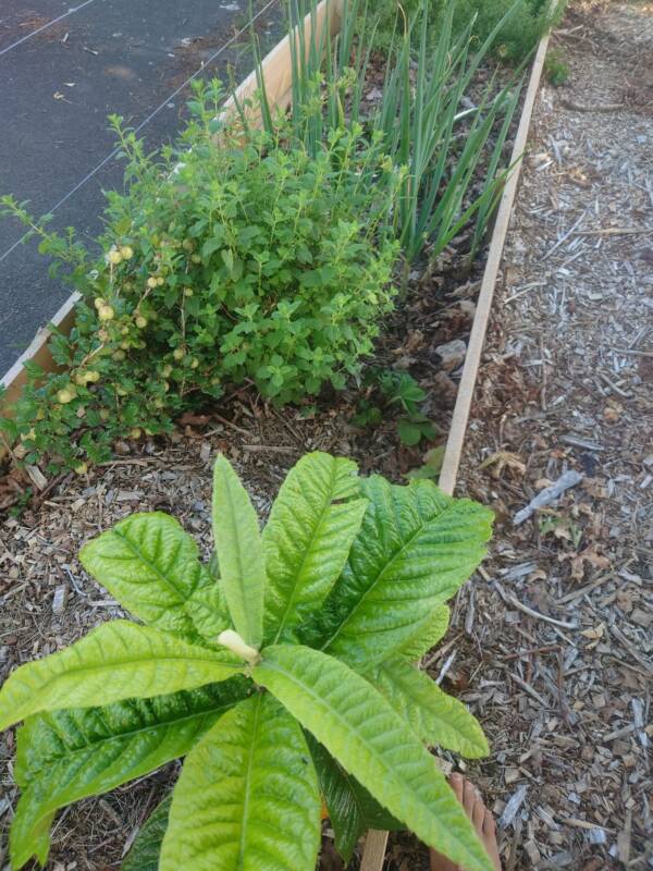 Plant and Build - Image 8