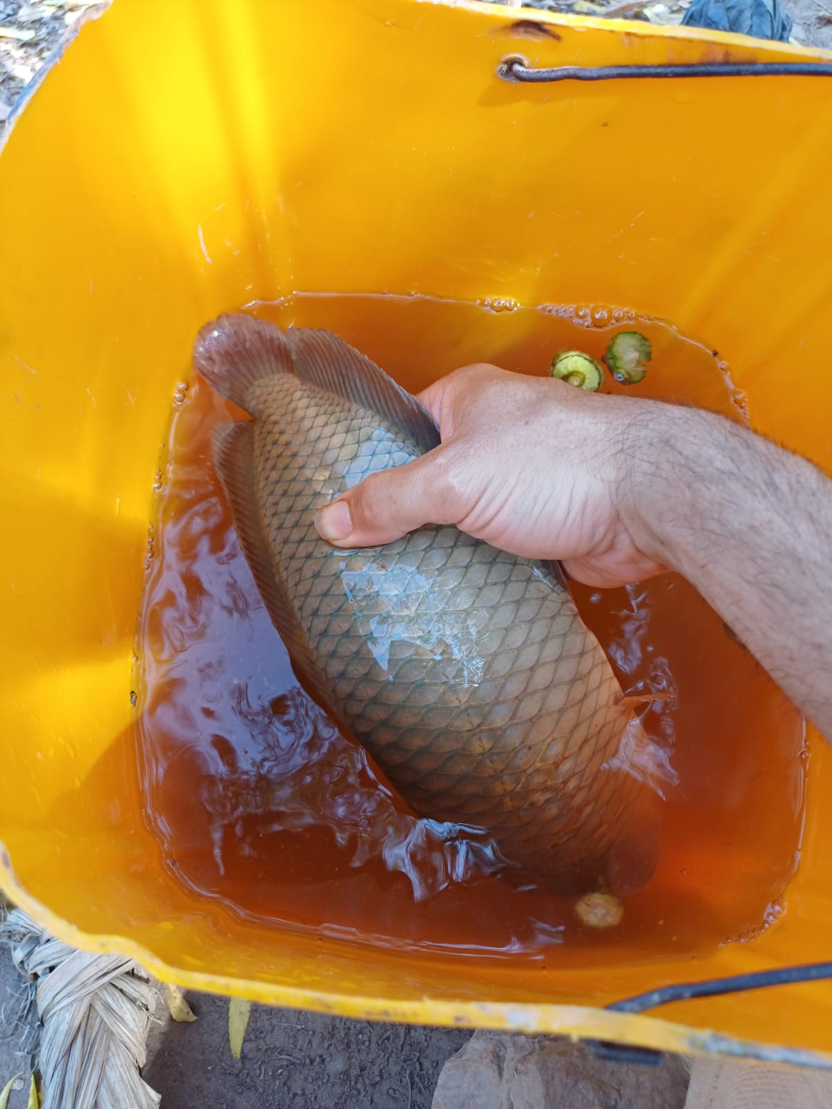 Noahs' Arc - Community, Farm & Guesthouse - Image 25