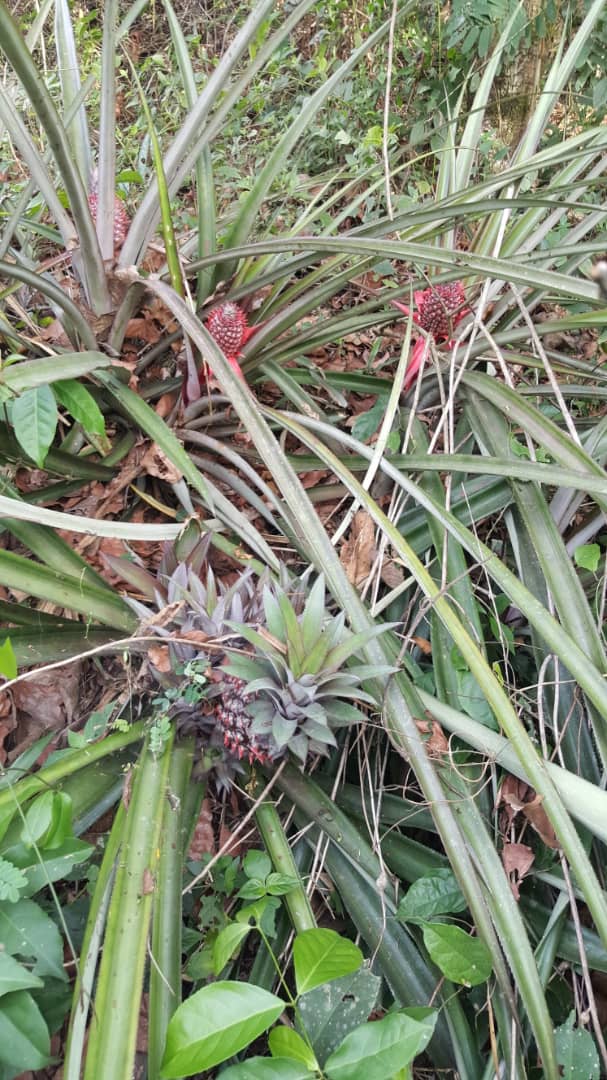 Noahs' Arc - Community, Farm & Guesthouse - Image 16