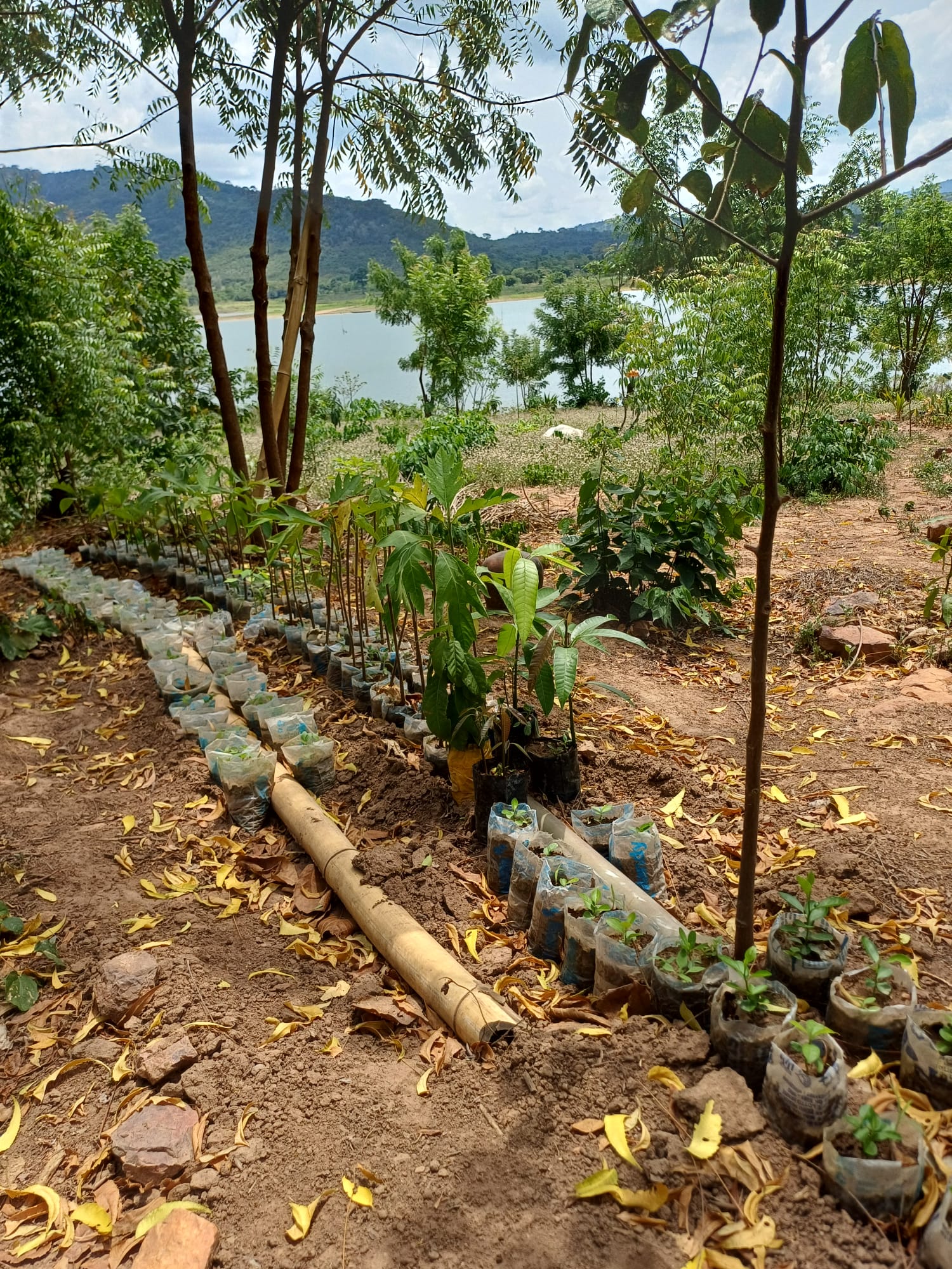 Noahs' Arc - Community, Farm & Guesthouse - Image 8