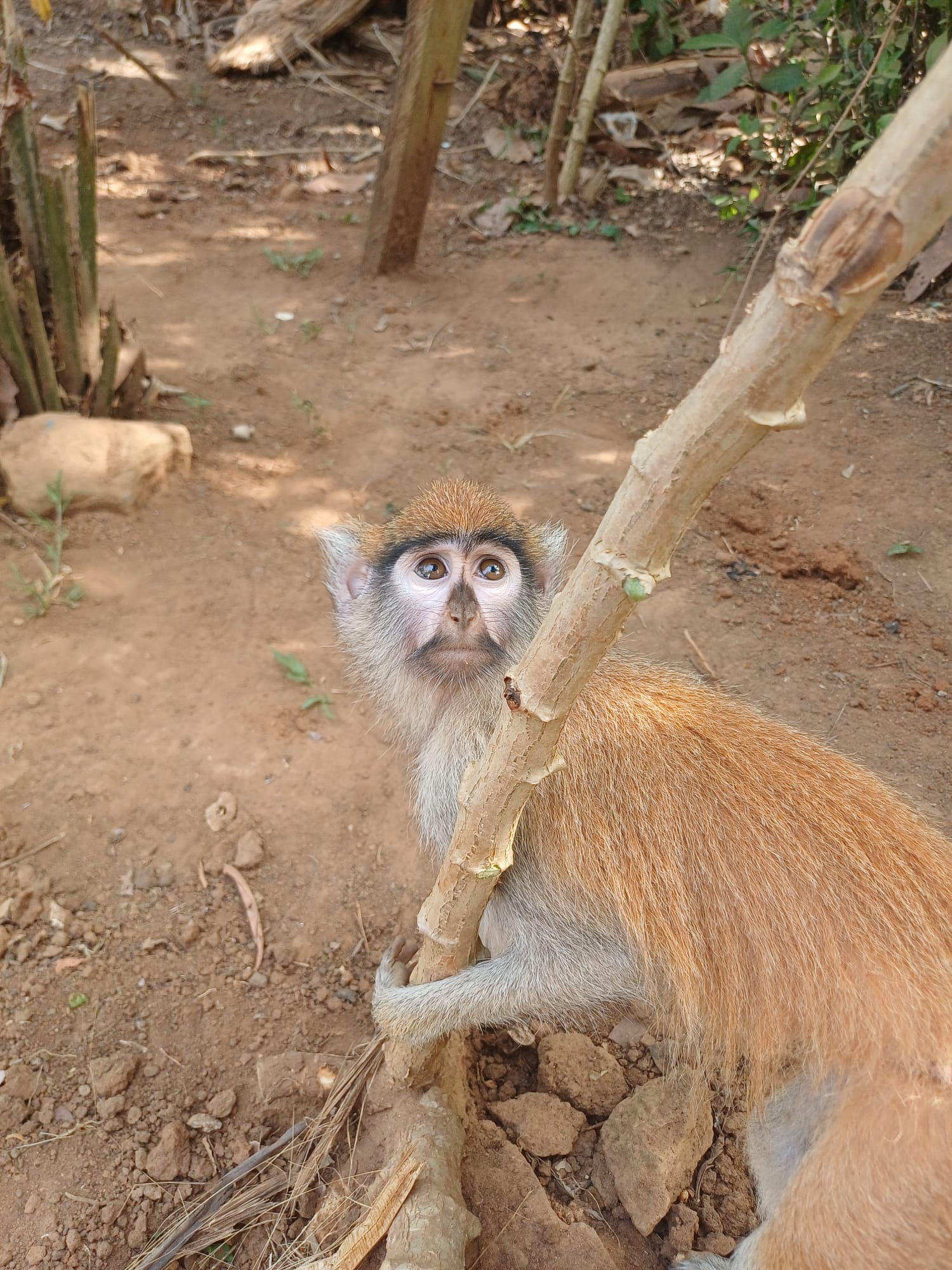 Noahs' Arc - Community, Farm & Guesthouse - Image 22